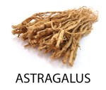 astragalus