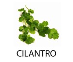 cilantro